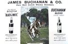 Buchanan's Whisky Polo Advert - Image 1