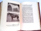 The Way of a Man With a Horse - Image 4