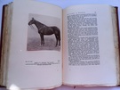 The Way of a Man With a Horse - Image 6