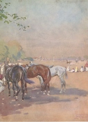 Indian Pony Lines